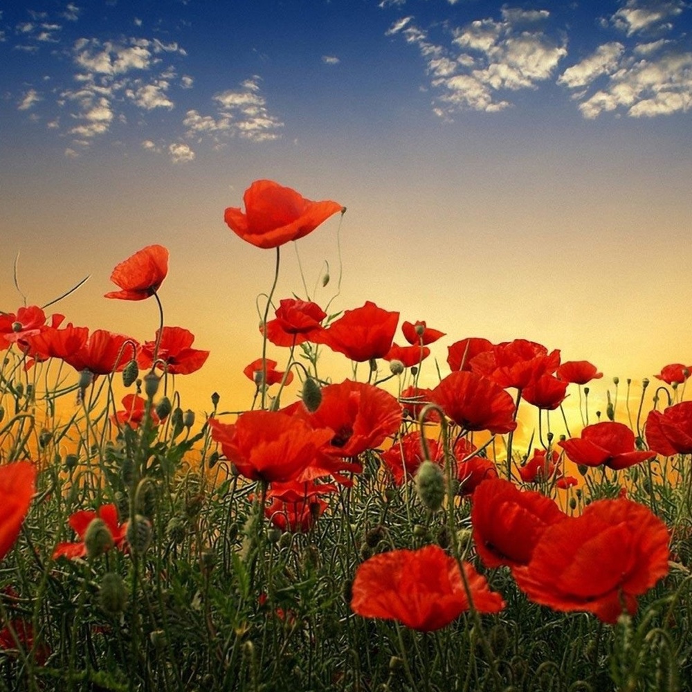 Meet your Posher, August